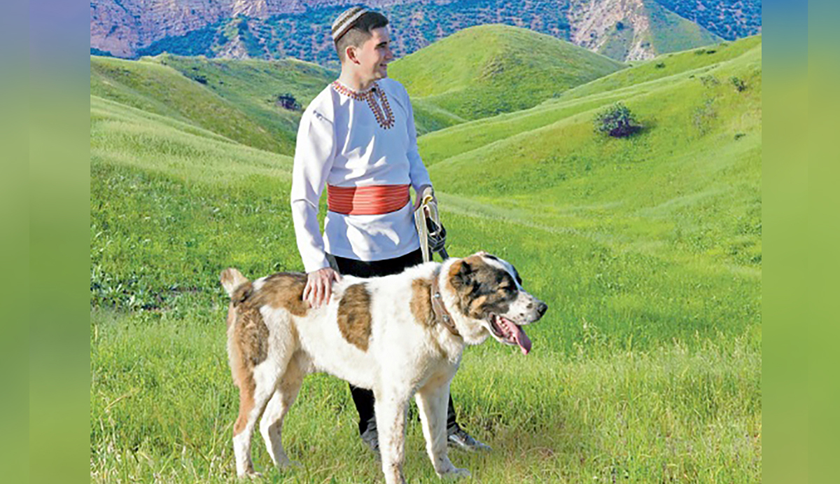 Alabay (Turkmen Shepherd Dog)