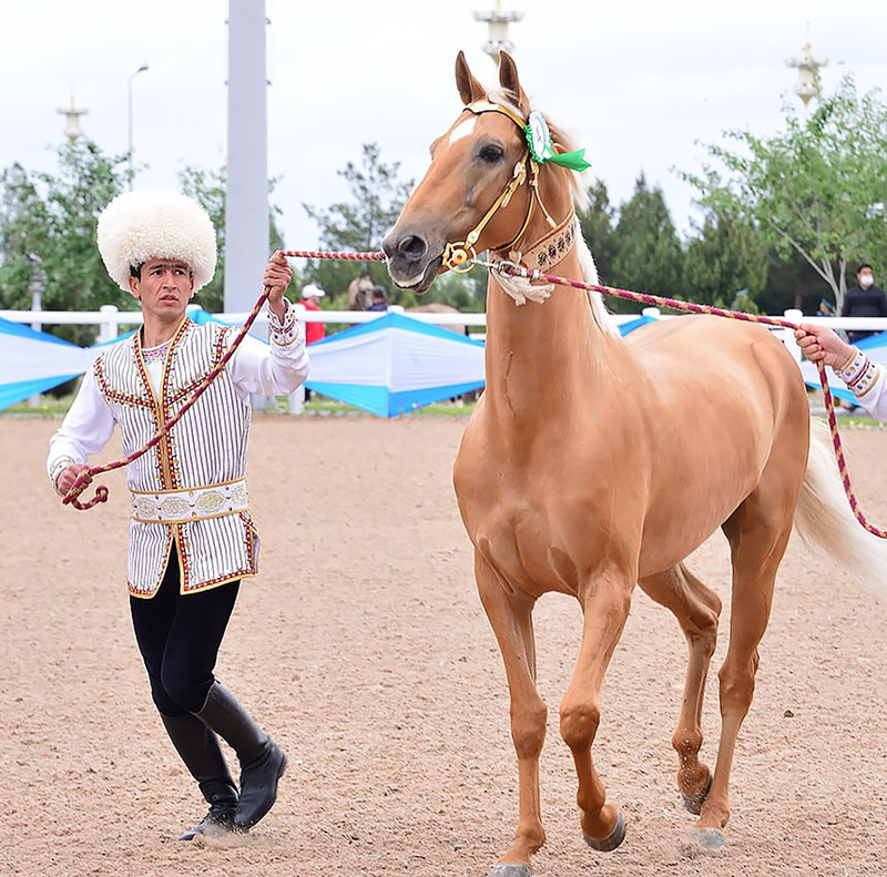 Akhal‑Teke Horses (Turkmen 